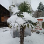 Palma konopná (Trachycarpus fortunei) - výška kmeňa 120-140 cm, celková výška 250-300 cm , kont. C90L (-17°C)